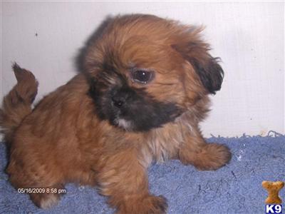Lhasa Apso Puppies for Sale